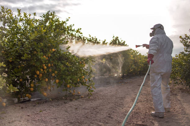 Best Affordable Pest Control Services  in King City, OR