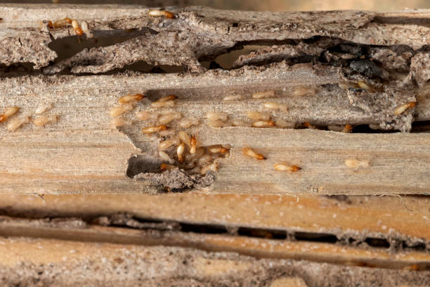 Best Commercial Pest Control Services  in King City, OR